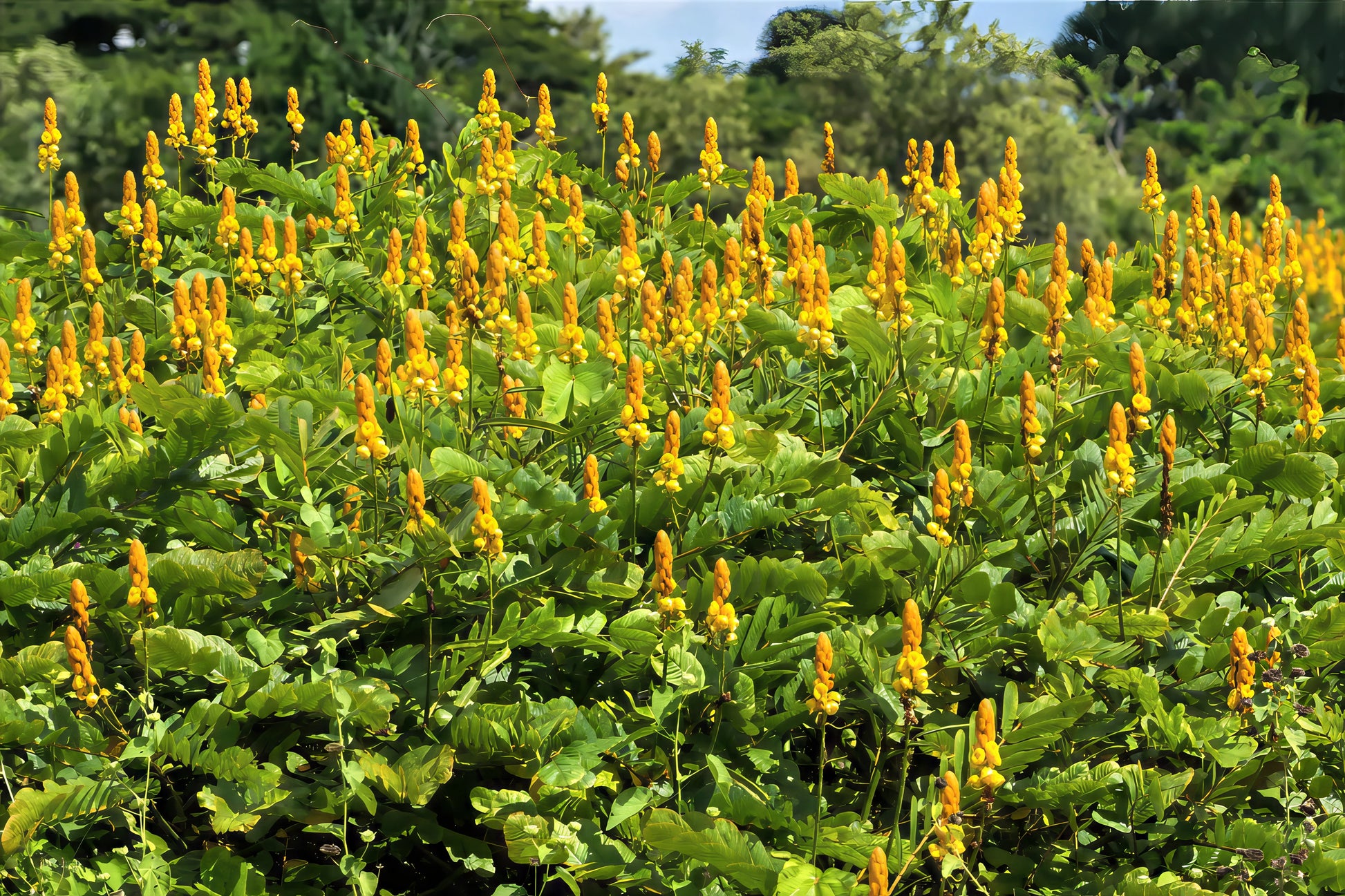 Field of yellow Candle Bush flowers with green leaves in a natural setting