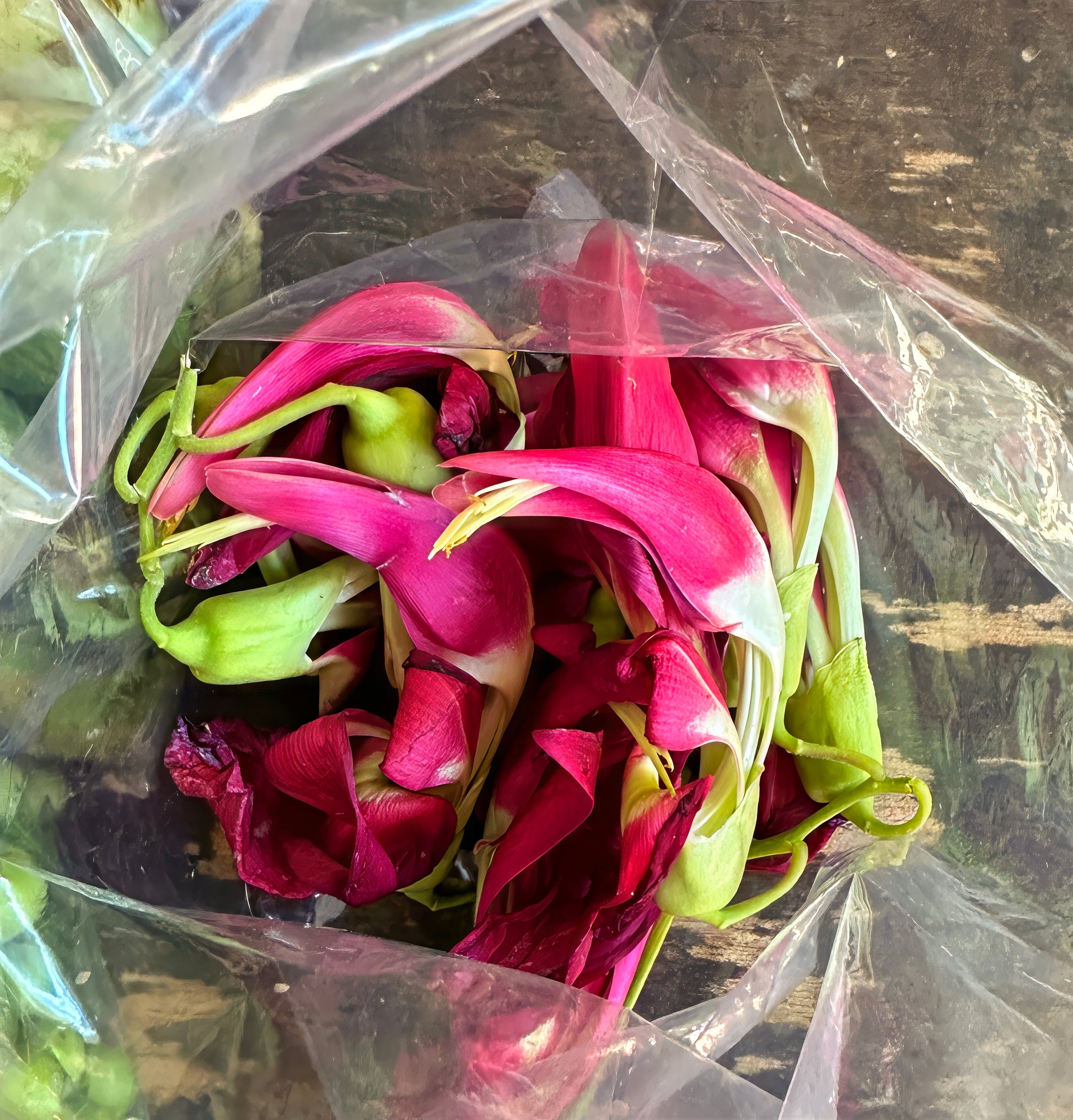 Bouquet of Hummingbird Tree's pink and green "Agati" flowers in a clear plastic bag on a wooden surface. (Sesbania grandiflora)