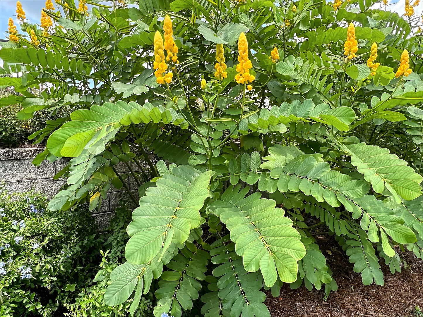 Green Candle Bush plant with yellow flowers in a garden setting. (Cassia alata)