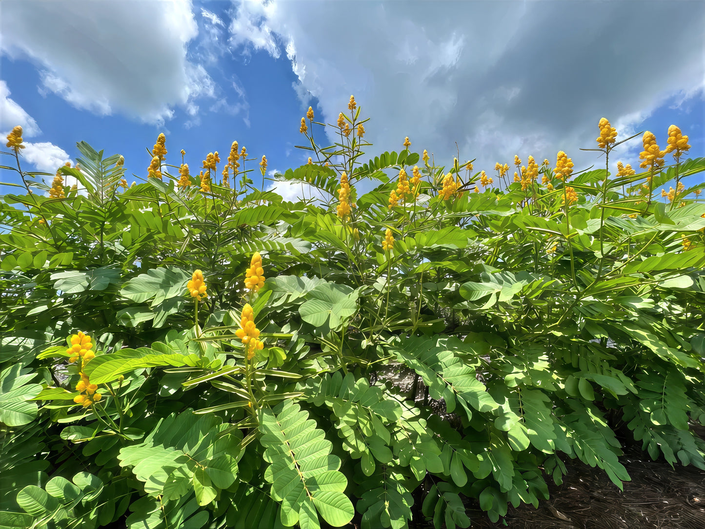 Yellow Candle Bush flowers and green leaves against a blue sky with clouds