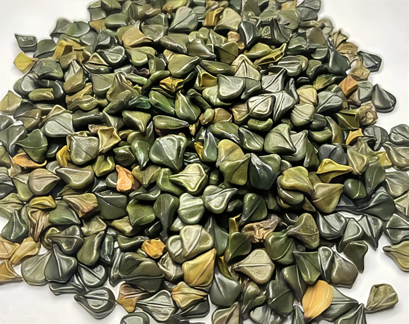 Pile of Candle Bush plant (Cassia alata) seeds on a white background