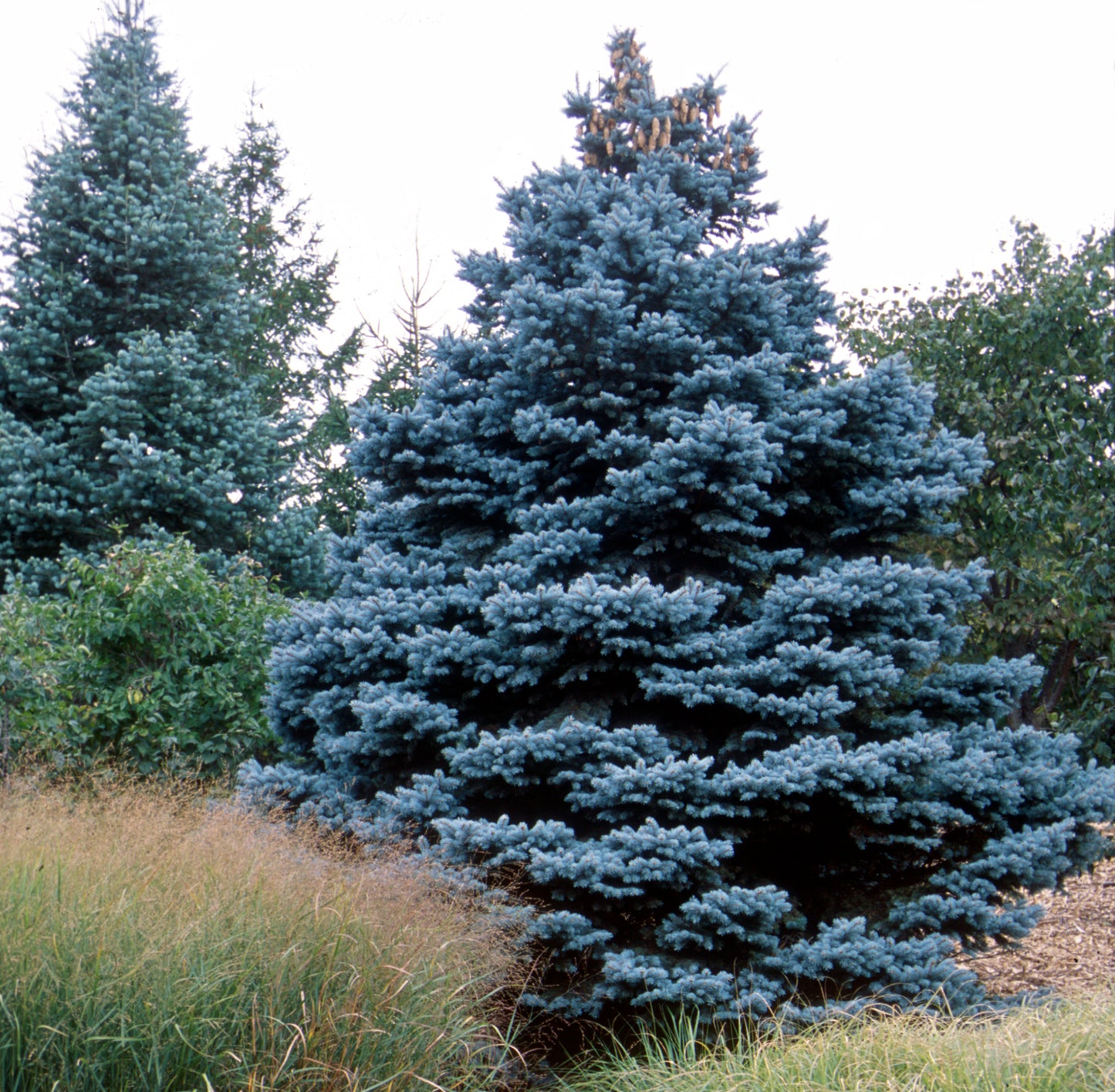Large Colorado blue spruce tree in field with woods in background.