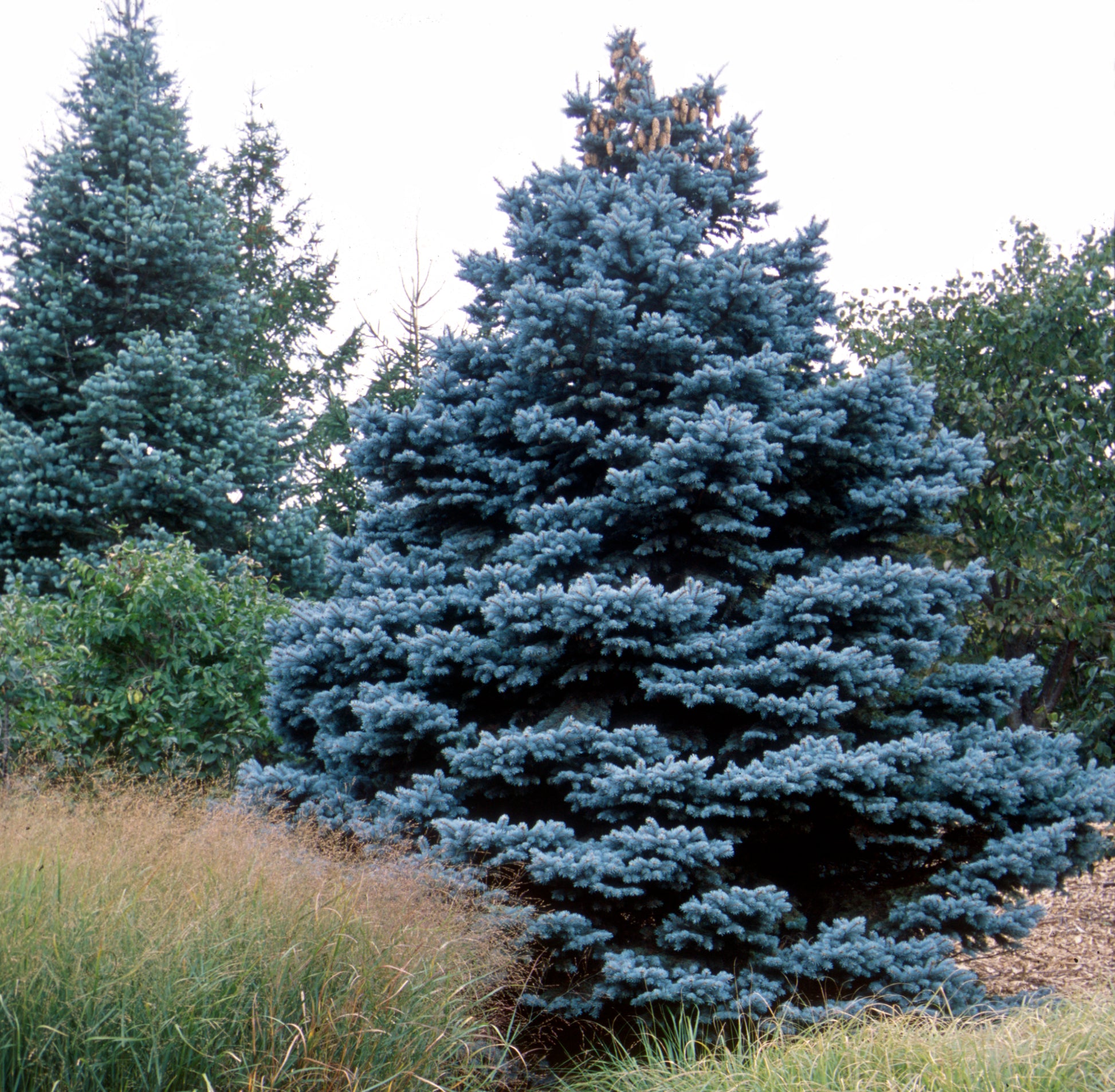 Large Colorado blue spruce tree in field with woods in background.