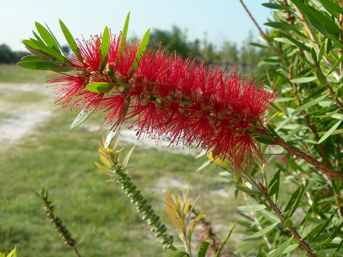 Crimson bottlebrush flower with green leaves against a blurred natural background. (Callistemon citrinus)