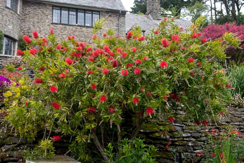 Crimson Bottlebrush bush with red flowers in a garden setting with a stone building in the background