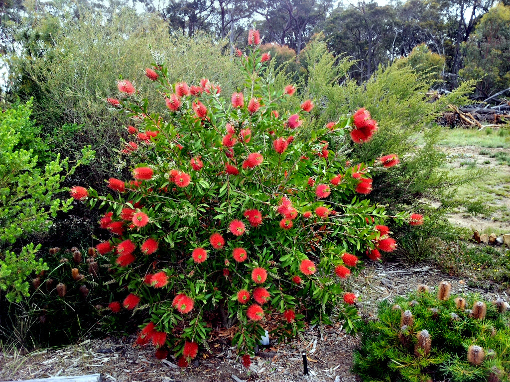 Crimson Bottlebrush Bush with red flowers in a natural setting. (Callistemon citrinus)