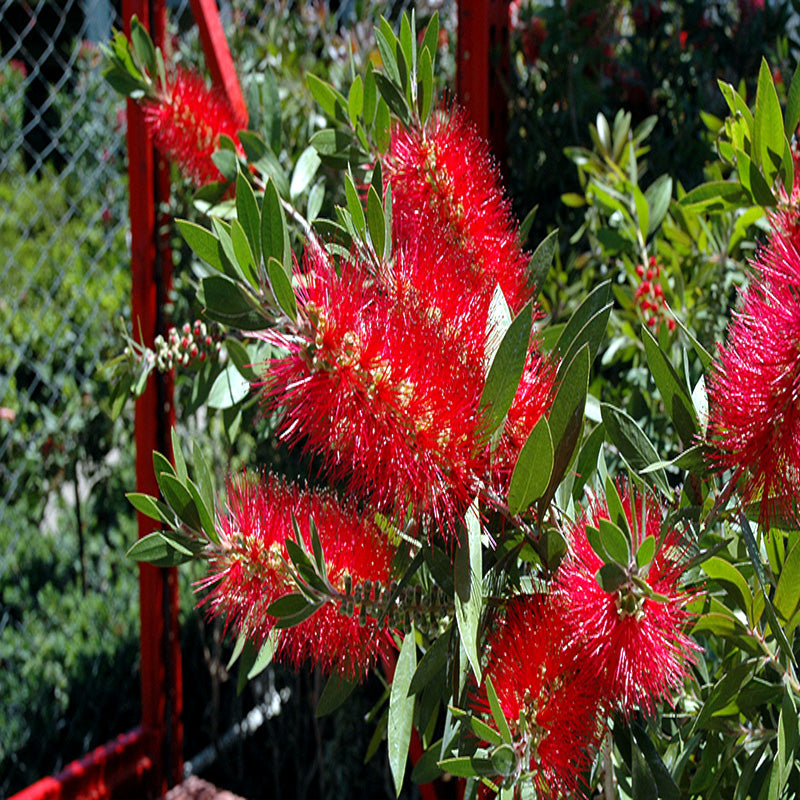 Red bottlebrush flowers with green leaves in a garden setting