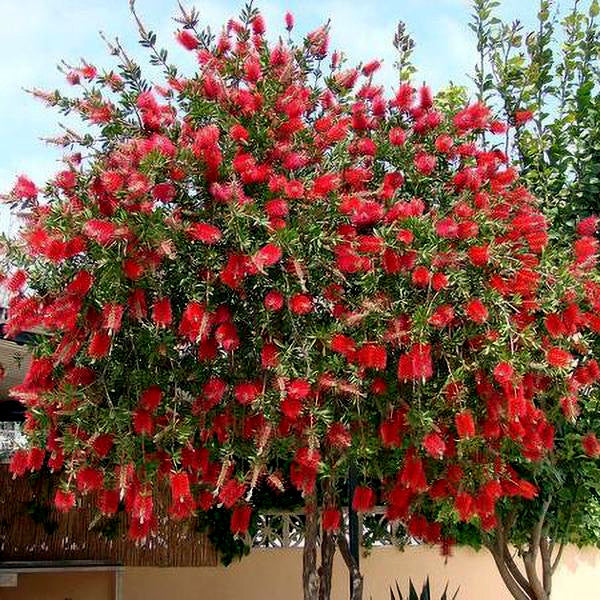 Crimson Bottlebrush plant with bright red flowers against a clear sky
