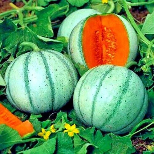 Orange and green Charentais Cantaloupe Melon vine in garden. (Cucumis melo)