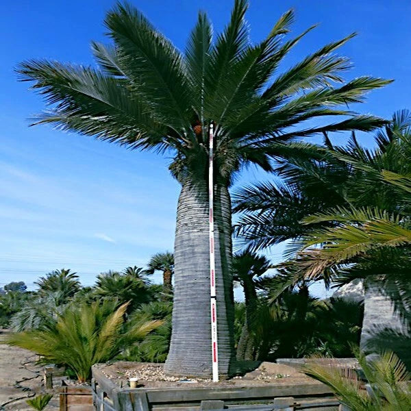 Tall chilean wine palm tree with a measuring stick against a blue sky