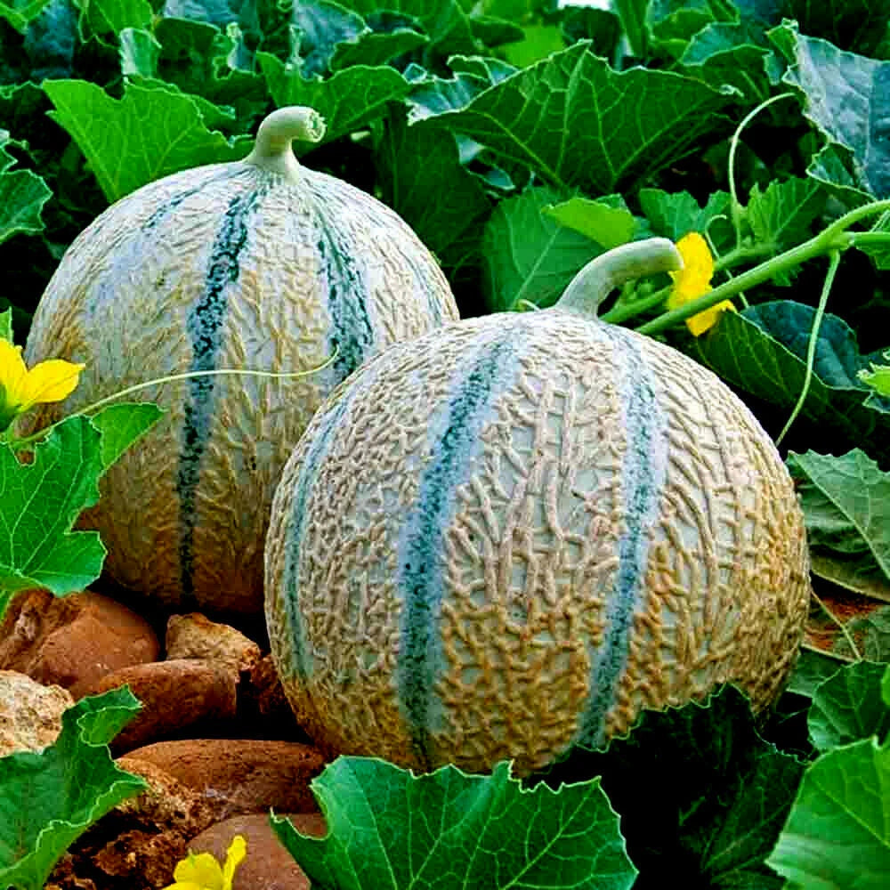 Two Charentais cantaloupe melons with green leaves and yellow flowers in garden. 