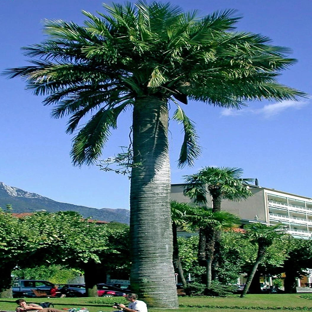 Tall chilean wine palm tree in a park with mountains and buildings in the background