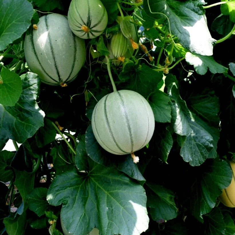 Green striped Charentais cantaloupe melons hanging from a vine among green leaves. (Cucumis melo)