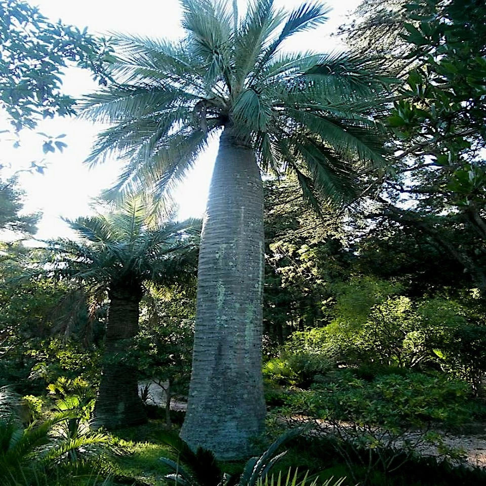 Tall chilean wine palm tree in a forest setting with sunlight filtering through the leaves.
