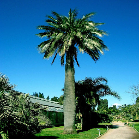 Tall Chilean Wine palm tree Jubaea chilensis in a garden setting with clear blue sky