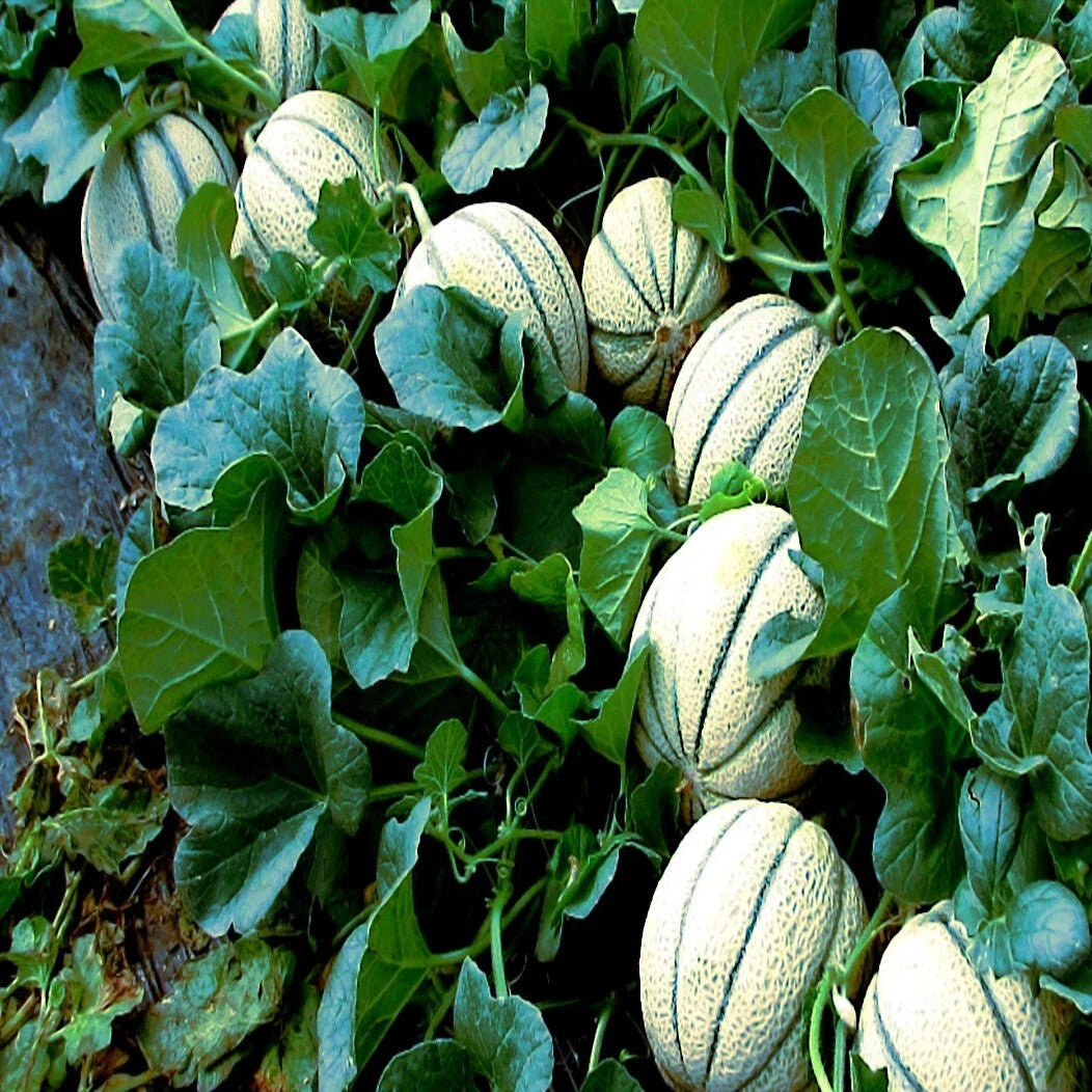 Charentais Cantaloupe Melons with green leaves in garden setting. (Cucumis melo)
