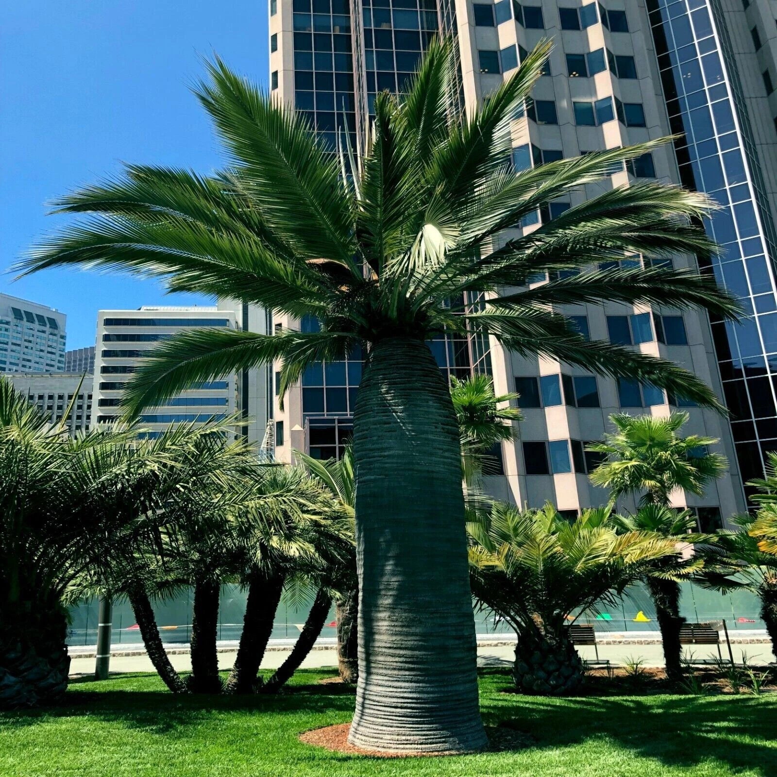 Chilean Wine palm trees in a city park with tall buildings in the background