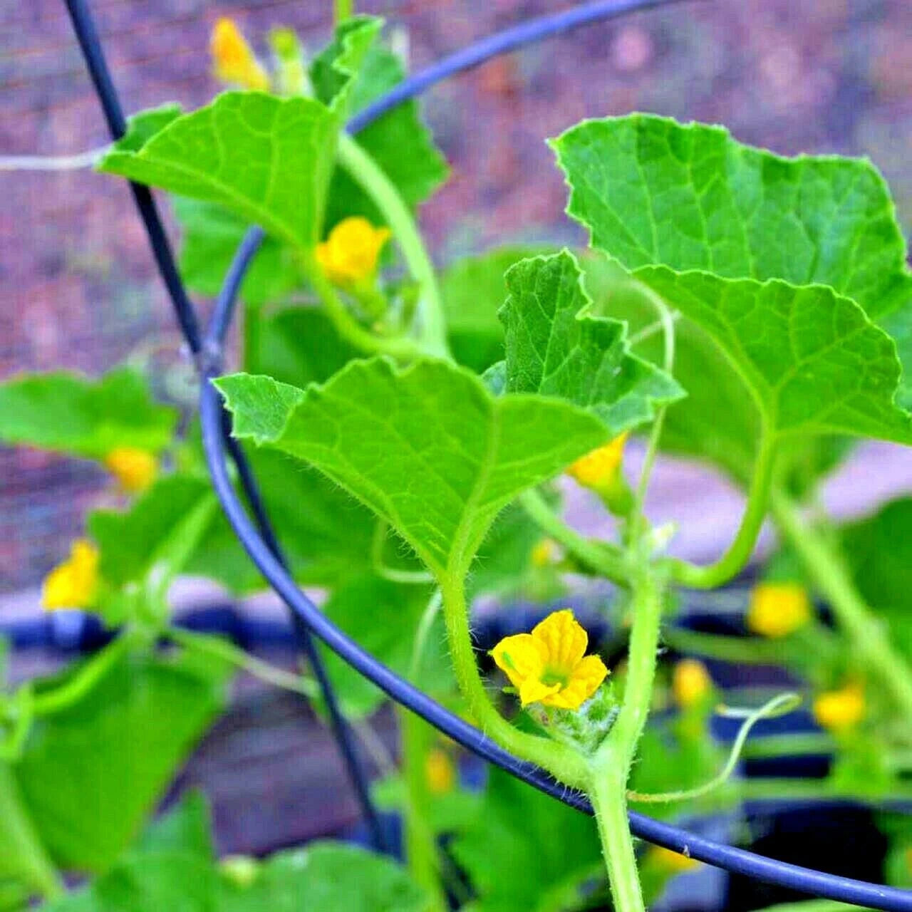 Charentais cantaloupe melon plant with green leaves and yellow flowers in a pot.