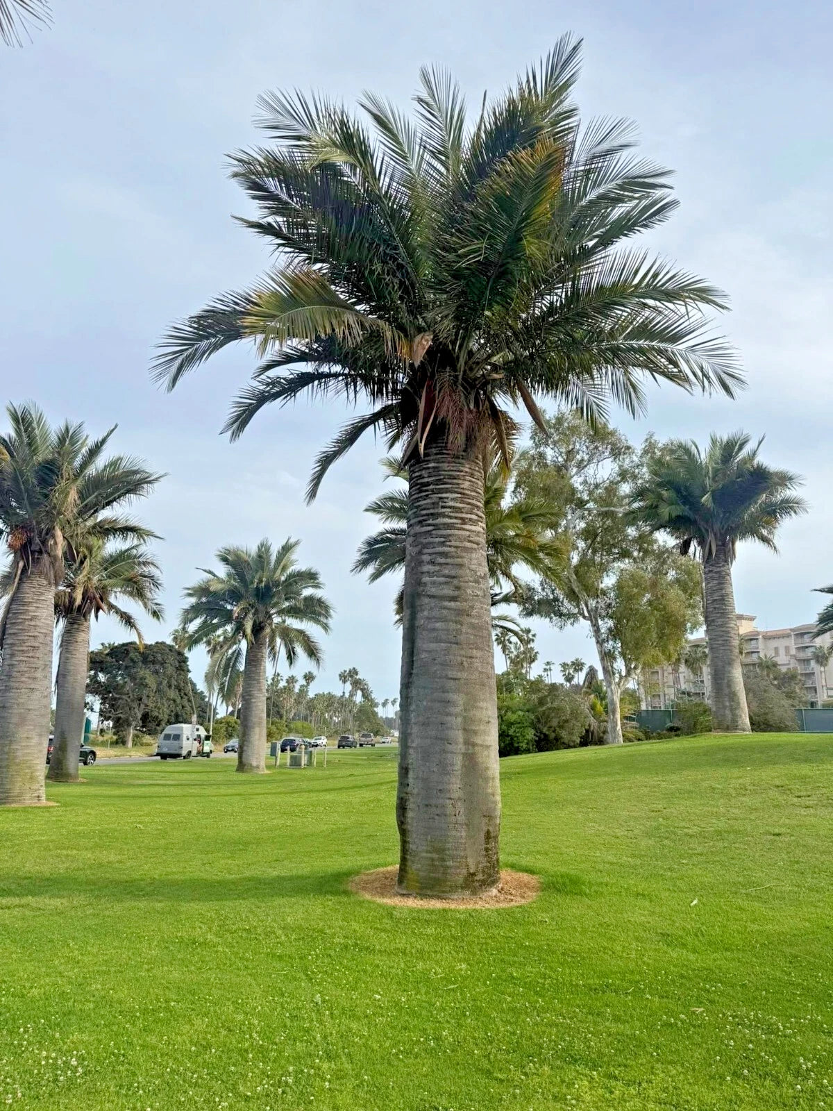 chilean wine Palm trees on a grassy area with a clear sky