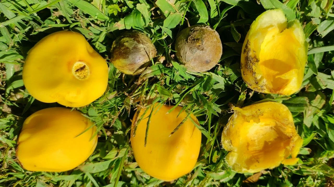 Chilean Wine palm fruit & seeds on grassy background