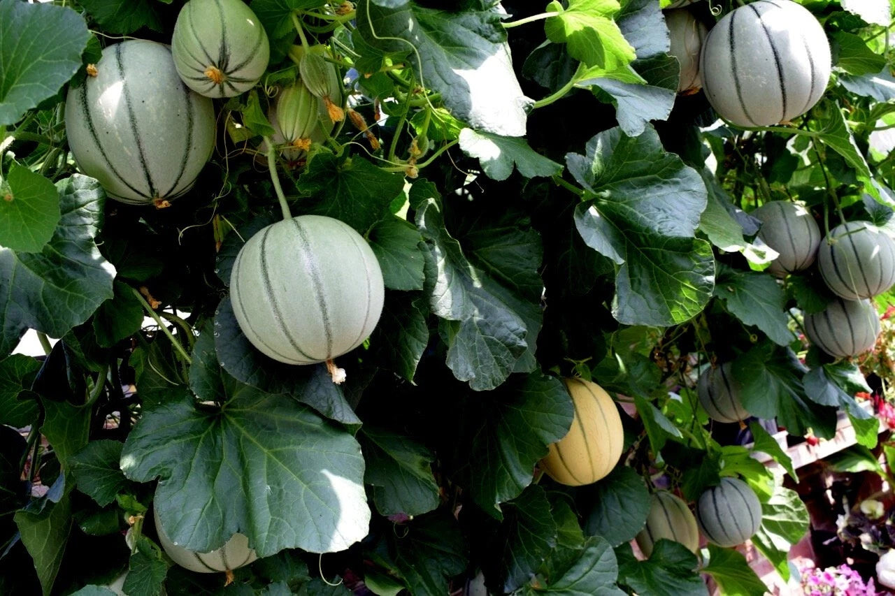 Green Charentais cantaloupe melons hanging from a vine with leaves. (Cucumis melo)