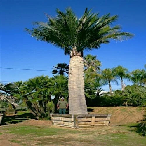Tall chilean wine palm tree in a wooden planter with a person standing nearby, under a clear blue sky.