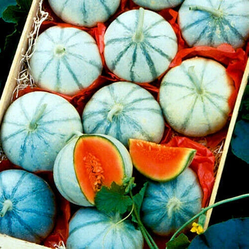 Box of blue and green striped Charentais cantaloupe melons with a sliced melon on top