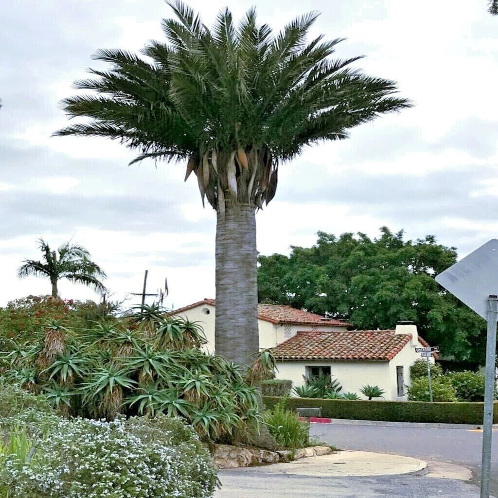 Chilean Wine Palm tree on a corner garden landscape with a house and trees in the background