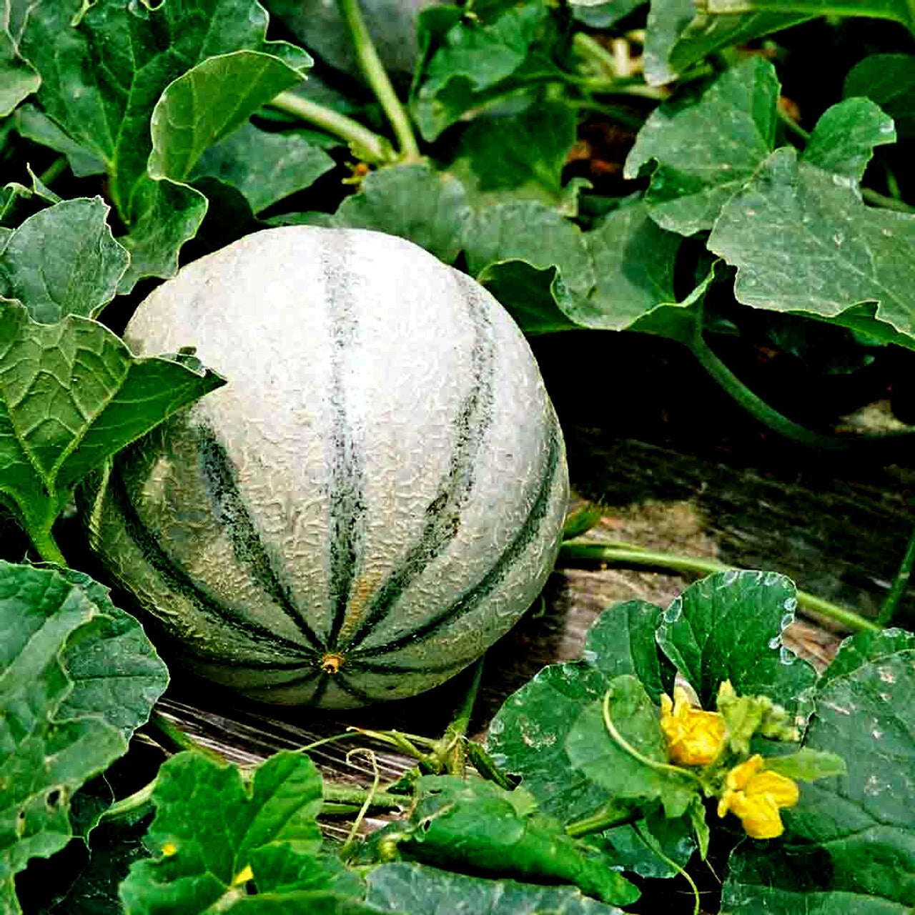 Green striped Charentais Cantaloupe Melon fruit with green leaves and yellow flowers. (Cucumis melo)