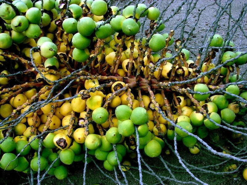 Bunch of green and yellow fruits on a chilean wine palm tree against a gray wall.