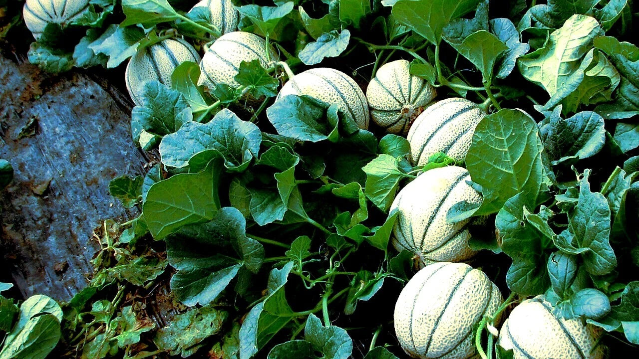 Green striped Charentais Cantaloupe melon fruits growing in garden setting. 