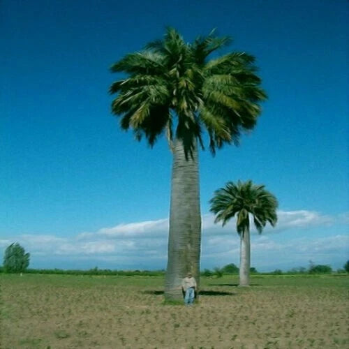 Two chilean wine palm trees in a field with a clear blue sky