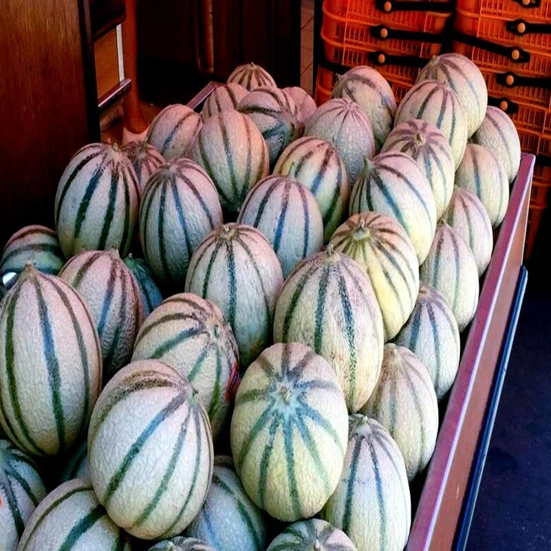 Green striped Charentais cantaloupe melons stacked for sale. (Cucumis melo)