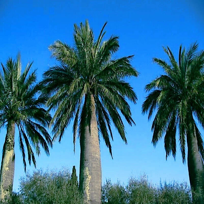 Three Chilean Wine palm trees against a clear blue sky