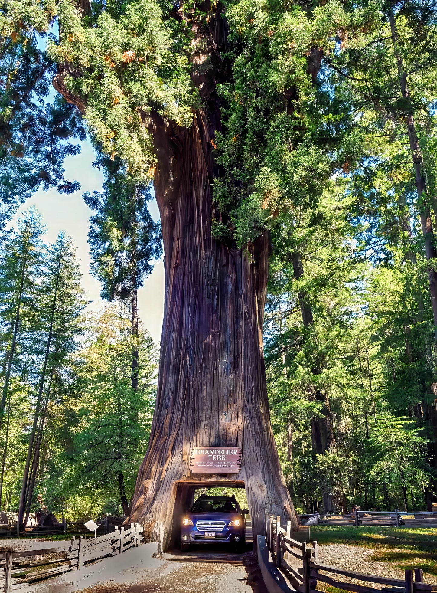California Coast Redwood Tree Seeds (Sequoia sempervirens) – Giant Bonsai & Tallest Tree in the World | Rare Evergreen