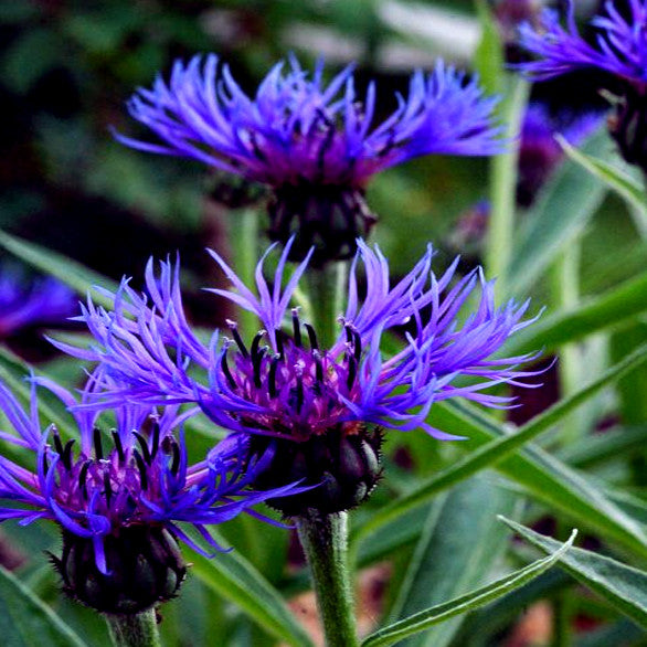 Close-up of purplish-blue Mountain Blue Cornflowers with green leaves in the background. (Centaurea montana)

