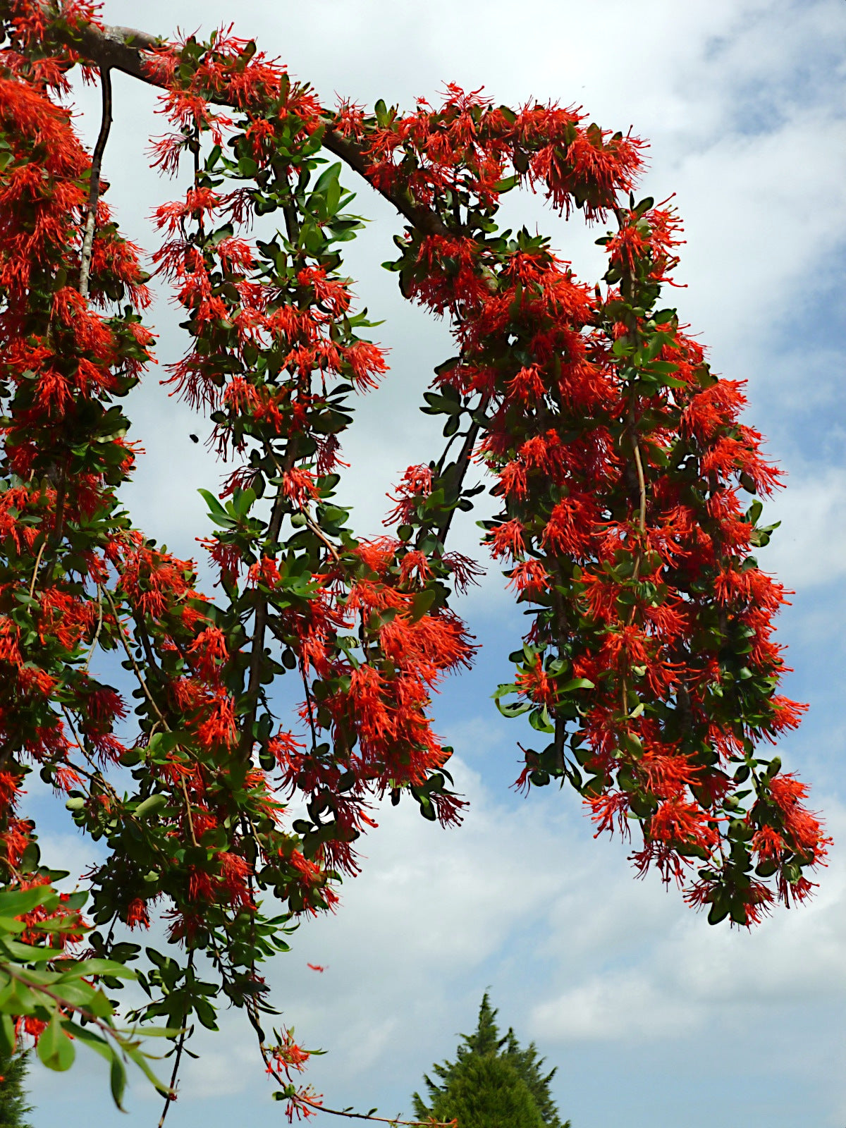 Red Chilean Firebush flowers on a tree against a blue sky with clouds. (Embothrium coccineum)