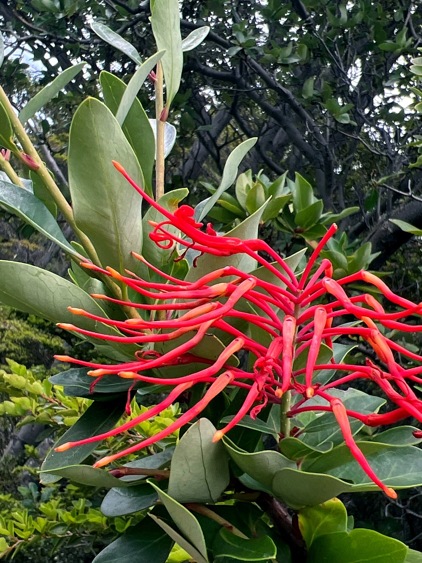 Red Chilean Firebush flower with green leaves in a natural setting