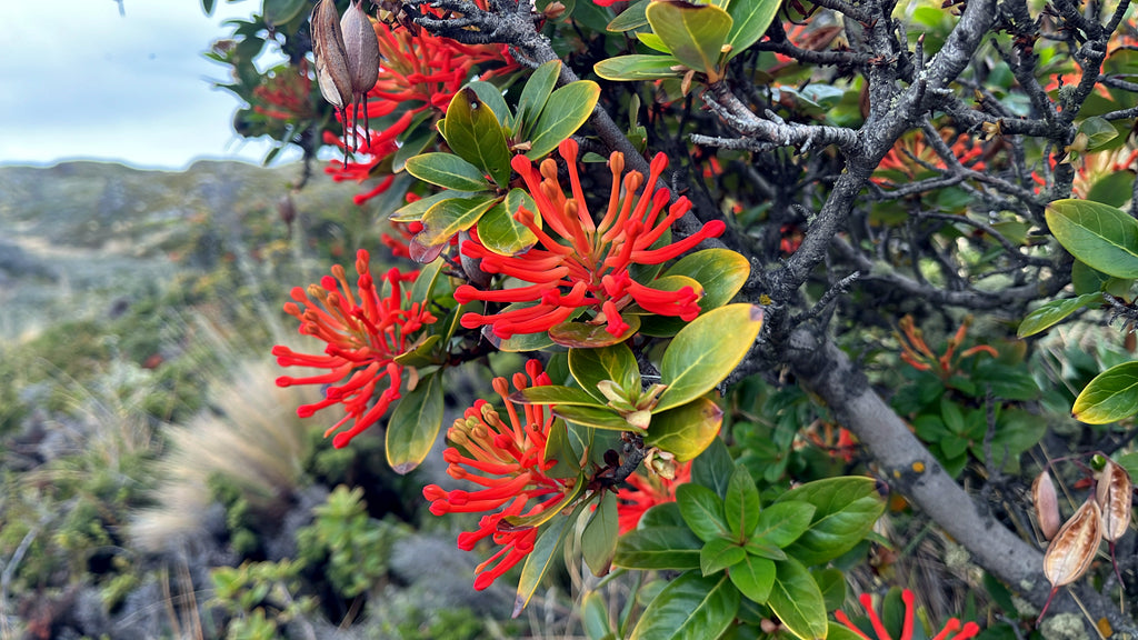 Red flowers on a Chilean Firebush tree branch with green leaves against a natural background. (Embothrium coccineum)