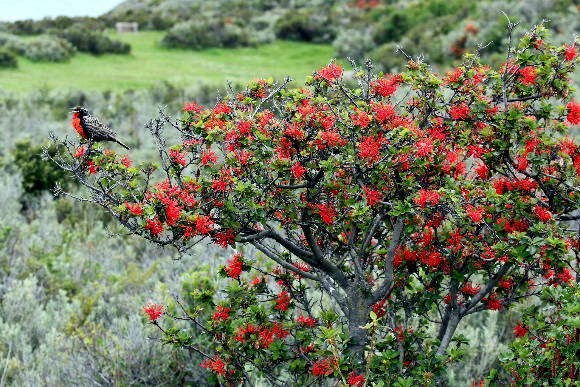 Red flowers on Chilean Firebush tree with green landscape background. (Embothrium coccineum)