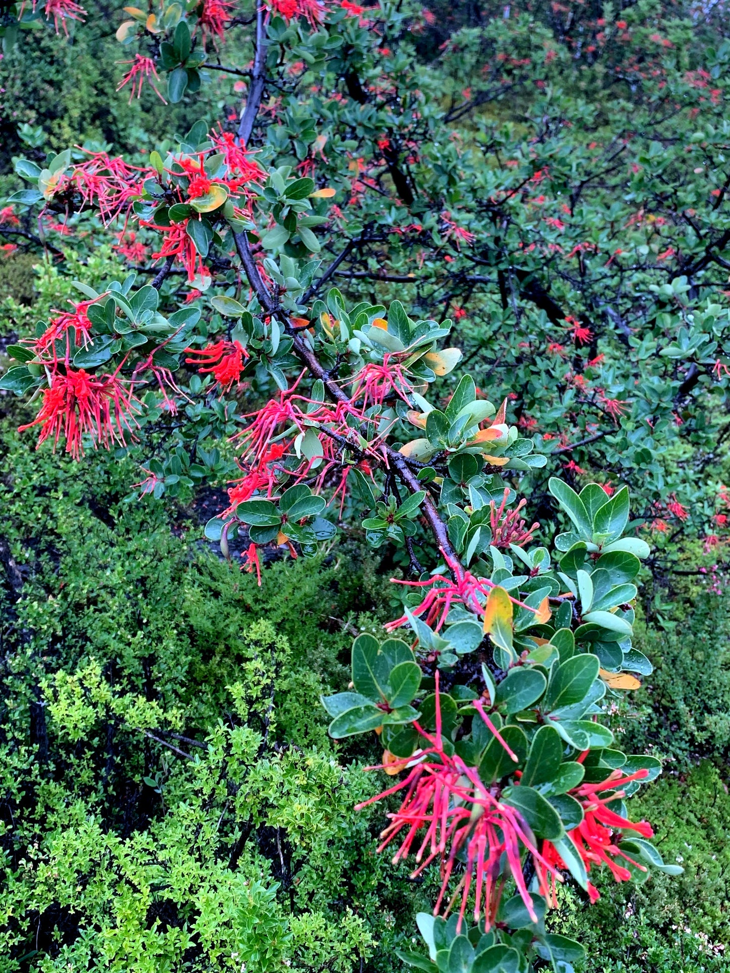 Red flower-like structures on a green Chilean firebush tree