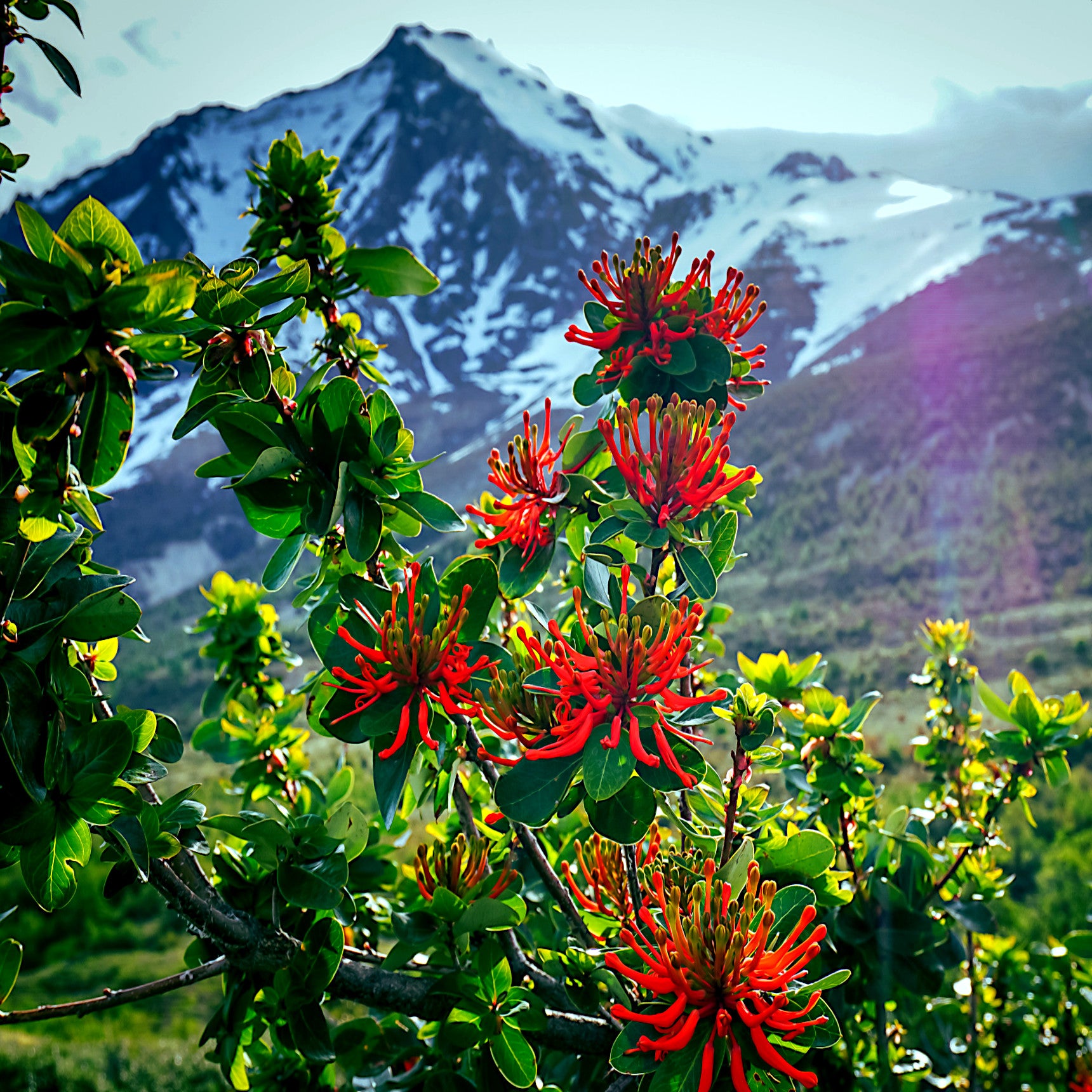 Chilean Firebush tree flowers on branch with snow covered mountain background. 