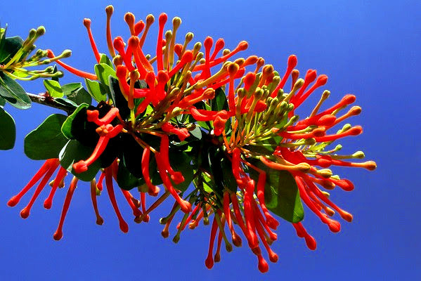 Red Chilean firebush flower with blue sky background. 