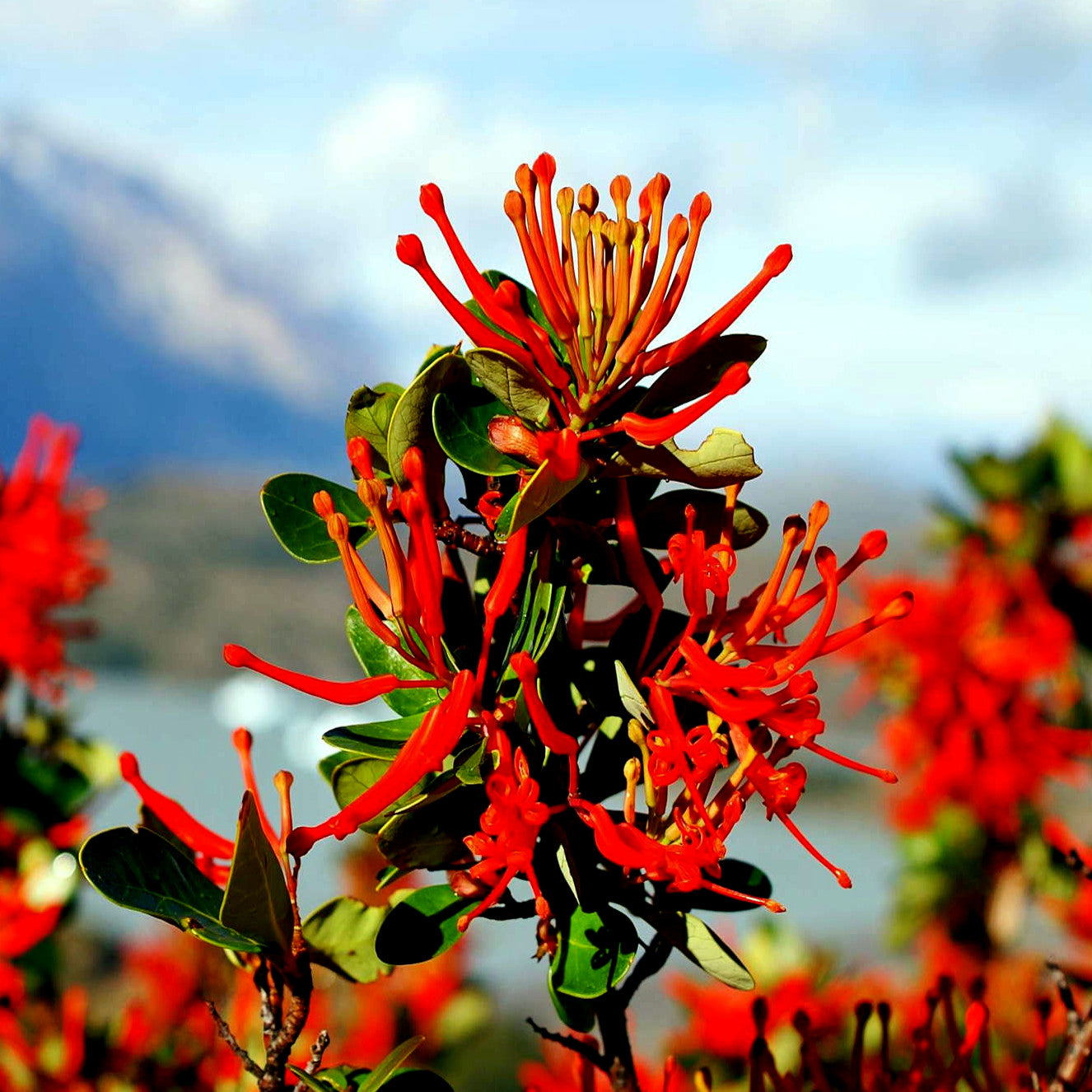 red and orange chilean firebush tree flower with mountain background.