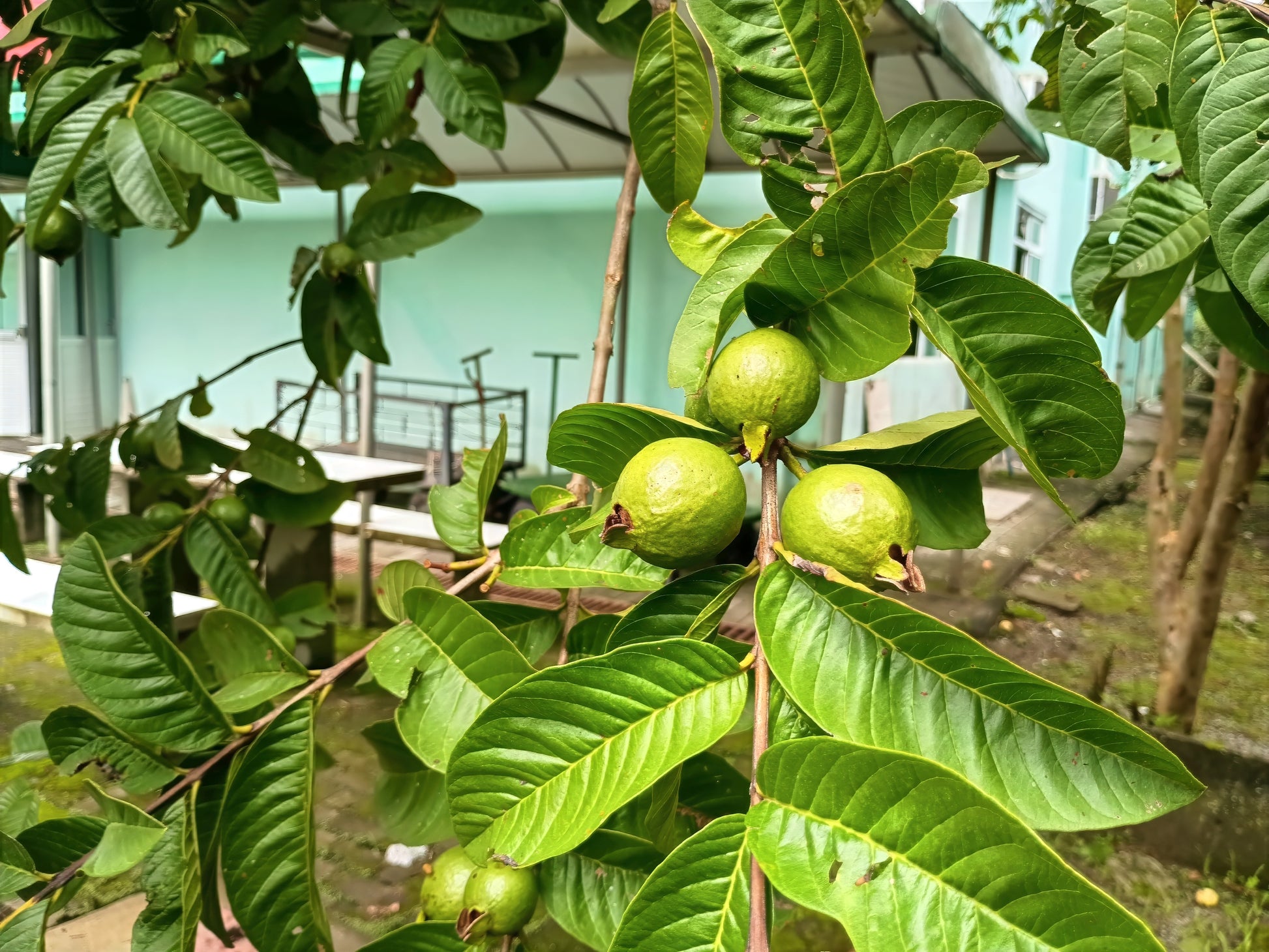 Lemon guava fruit hanging on tree branch with green leaves.