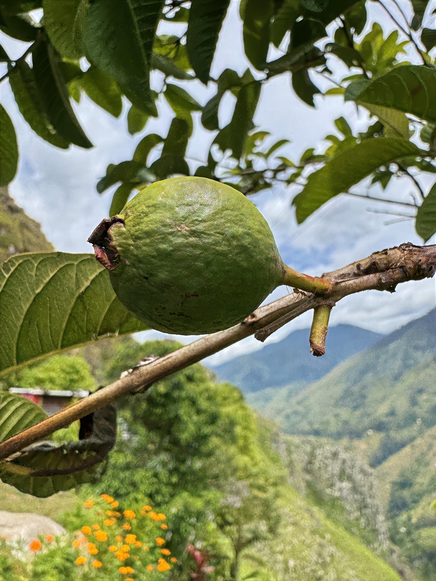 Pink lemon guava hanging on branch with green leaves and tropical mountain background. (Psidium guajava)