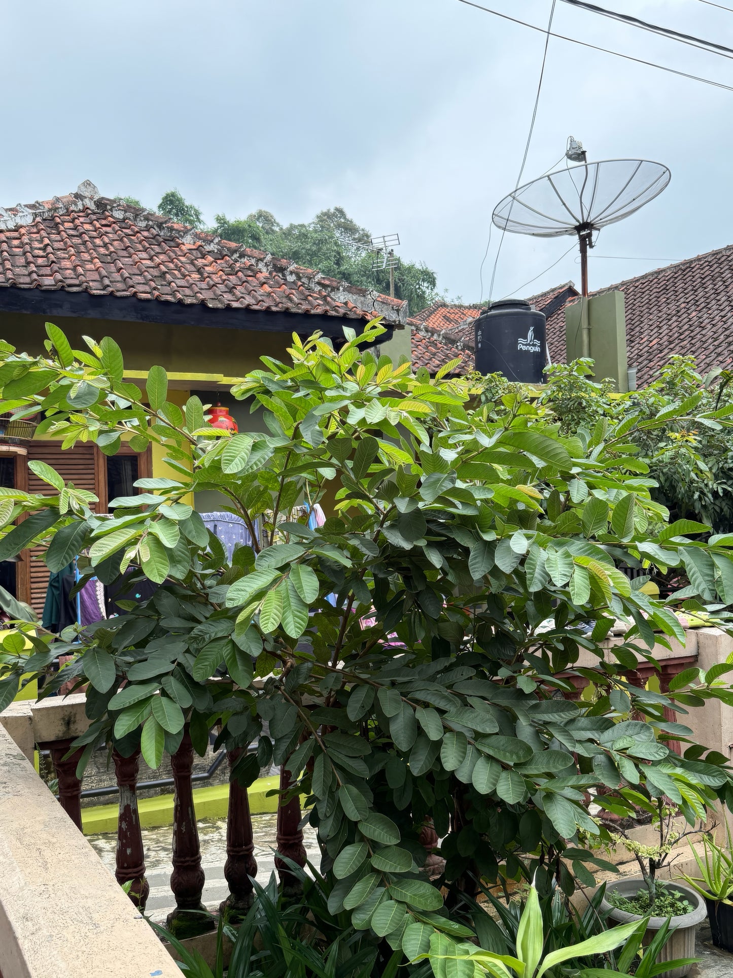 Pink guava fruit (Ruby Supreme guava tree) in backyard landscape behind house. 