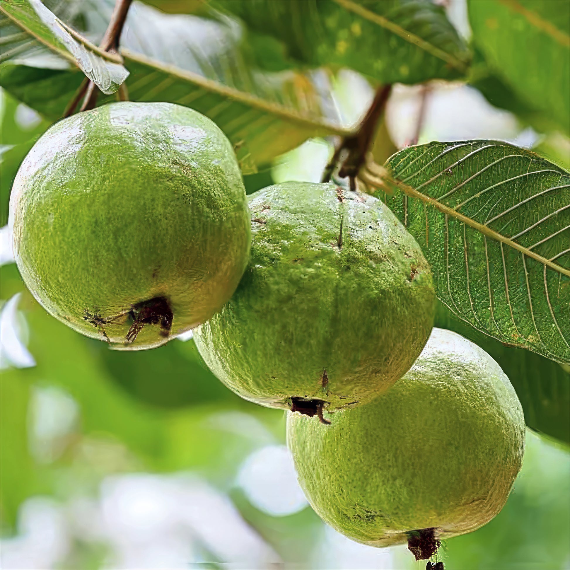 Green Ruby Supreme guava fruit hanging on branch with green leaves. (Psidium guajava)