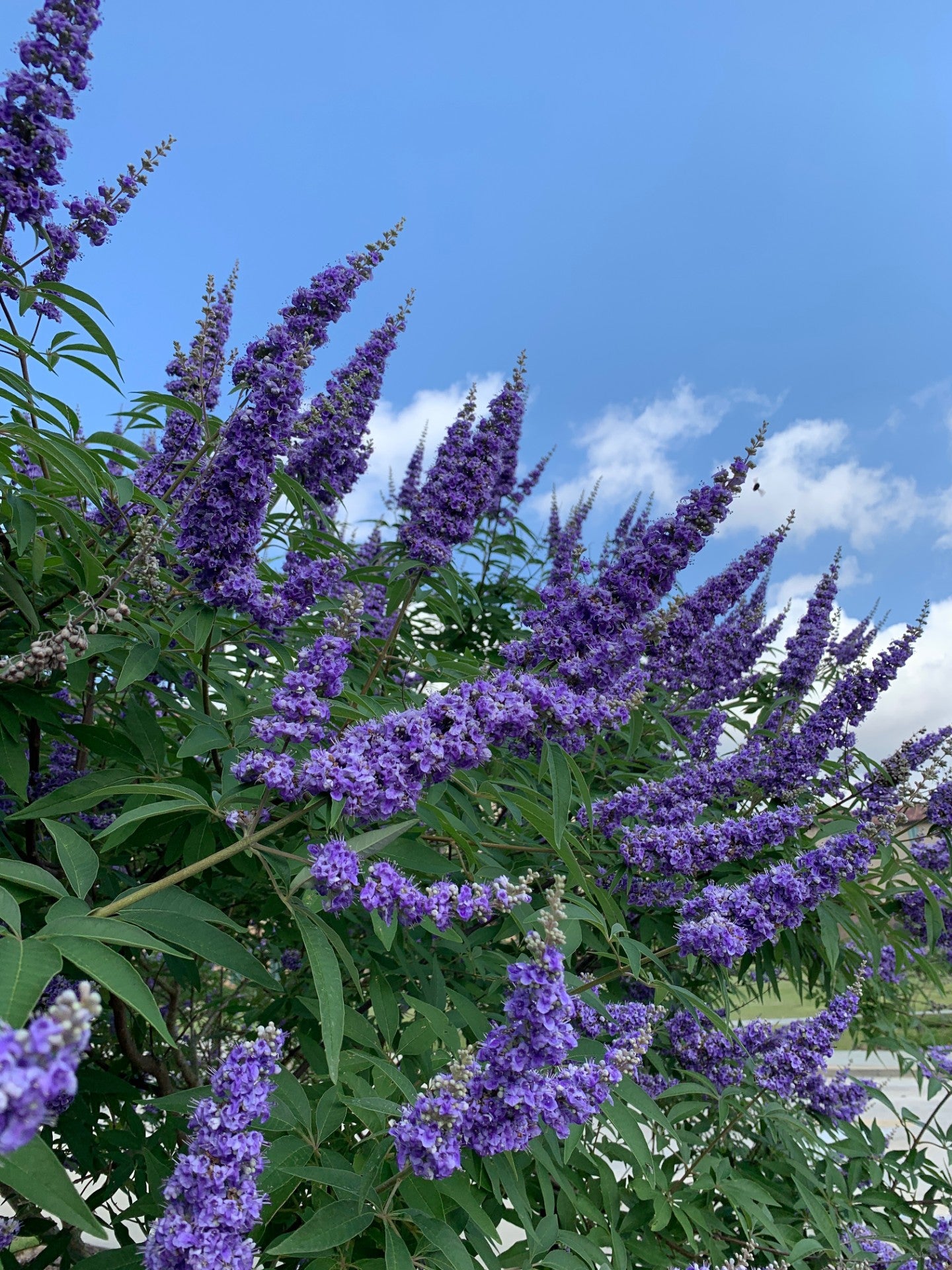Purple flowers blooming on a Chaste Tree with blue sky background. (Vitex agnus-castus)