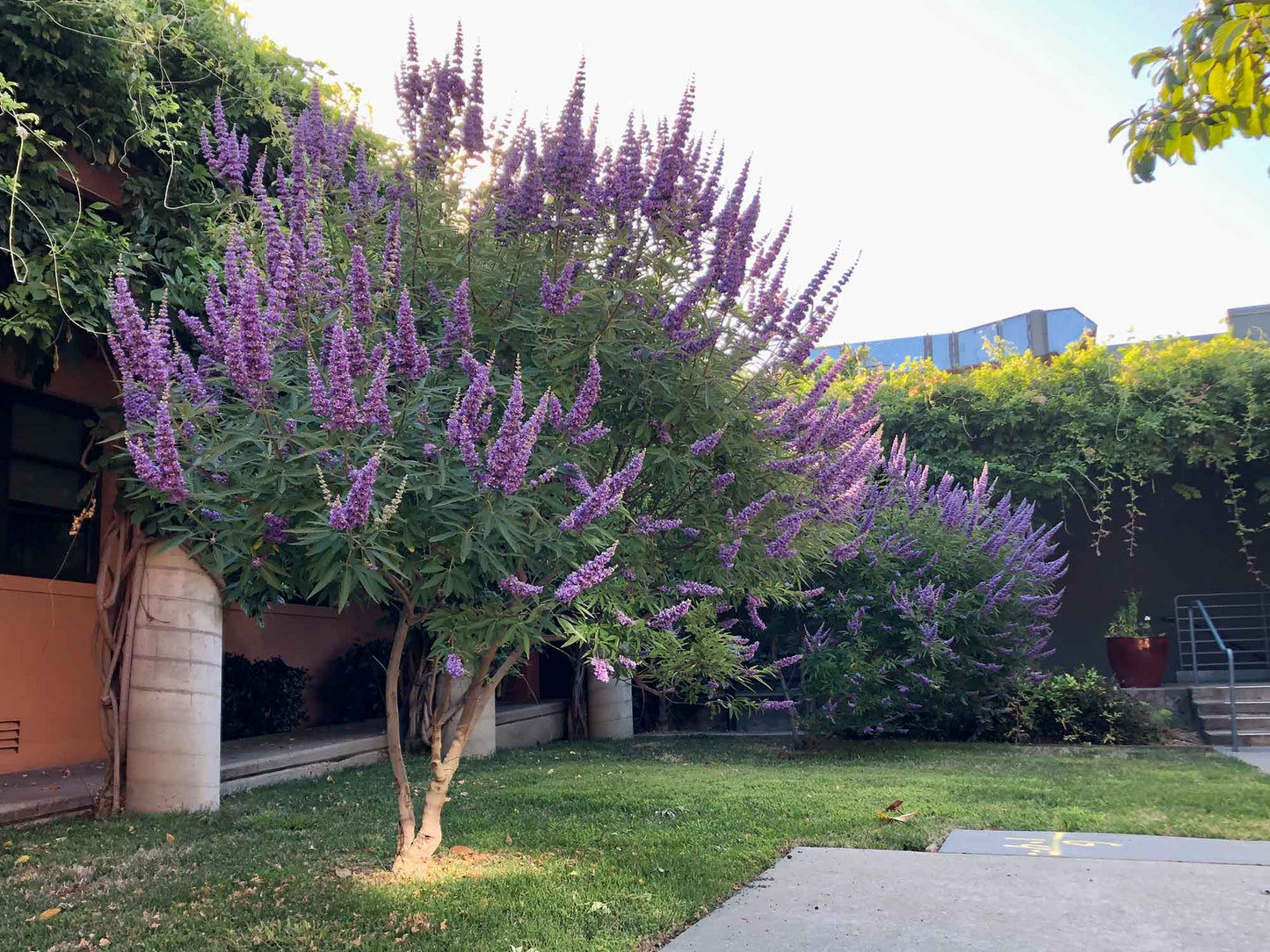 Purple flowers blooming on Chase tree in front of building landscape. 